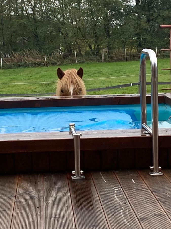 Hof Vierzehnender Im Hohen Venn - 70qm Fachwerk-studio - Grosses Wohn-schlafzimmer Mit Dachterrasse Und Kaminofen - Separate Kueche - Perfekt Fuer Paare - - Eifel - Hunde Willkommen - Islandpferde