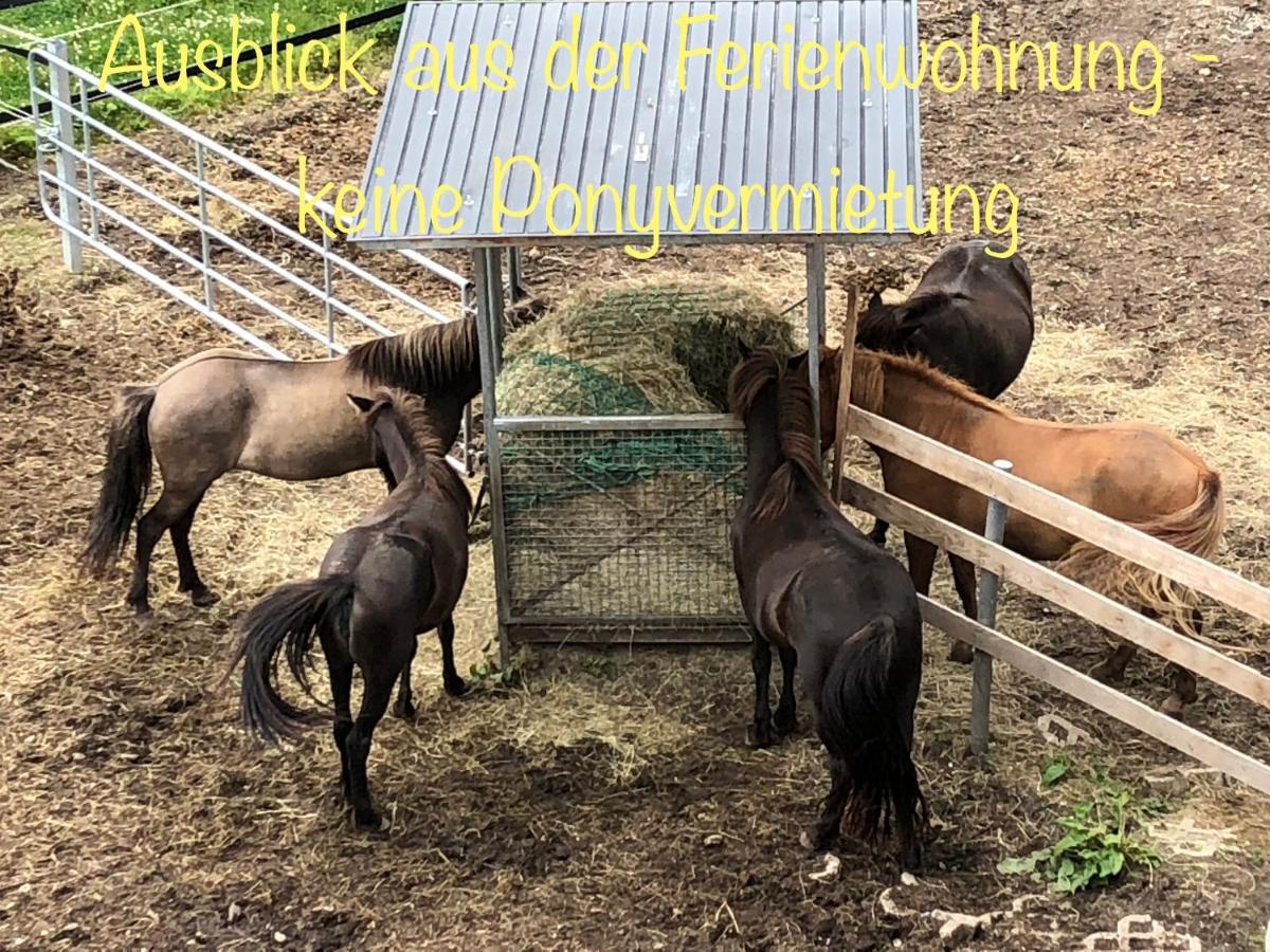Lejlighed Hof Vierzehnender Im Hohen Venn - 70qm Fachwerk-studio - Grosses Wohn-schlafzimmer Mit Dachterrasse Und Kaminofen - Separate Kueche - Perfekt Fuer Paare - - Eifel - Hunde Willkommen - Islandpferde